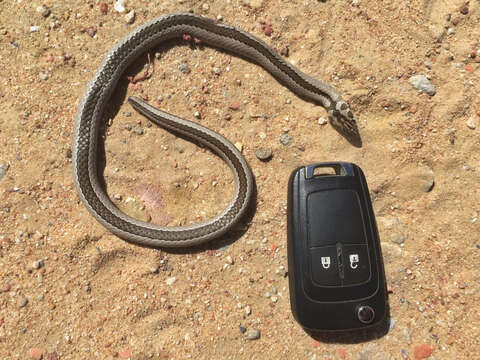 Image of Cross-marked Or Montane Grass Snake