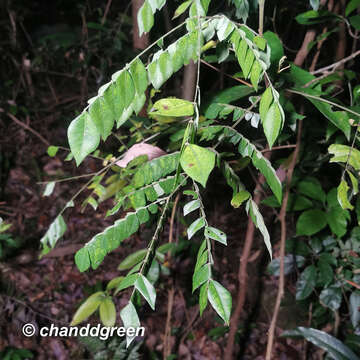 Image of Archidendron clypearia (Jack) I. C. Nielsen