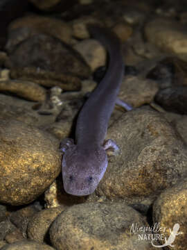 Image of Tennessee Cave Salamander