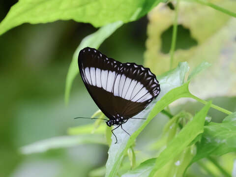 Imagem de Zethera pimplea Erichson 1834