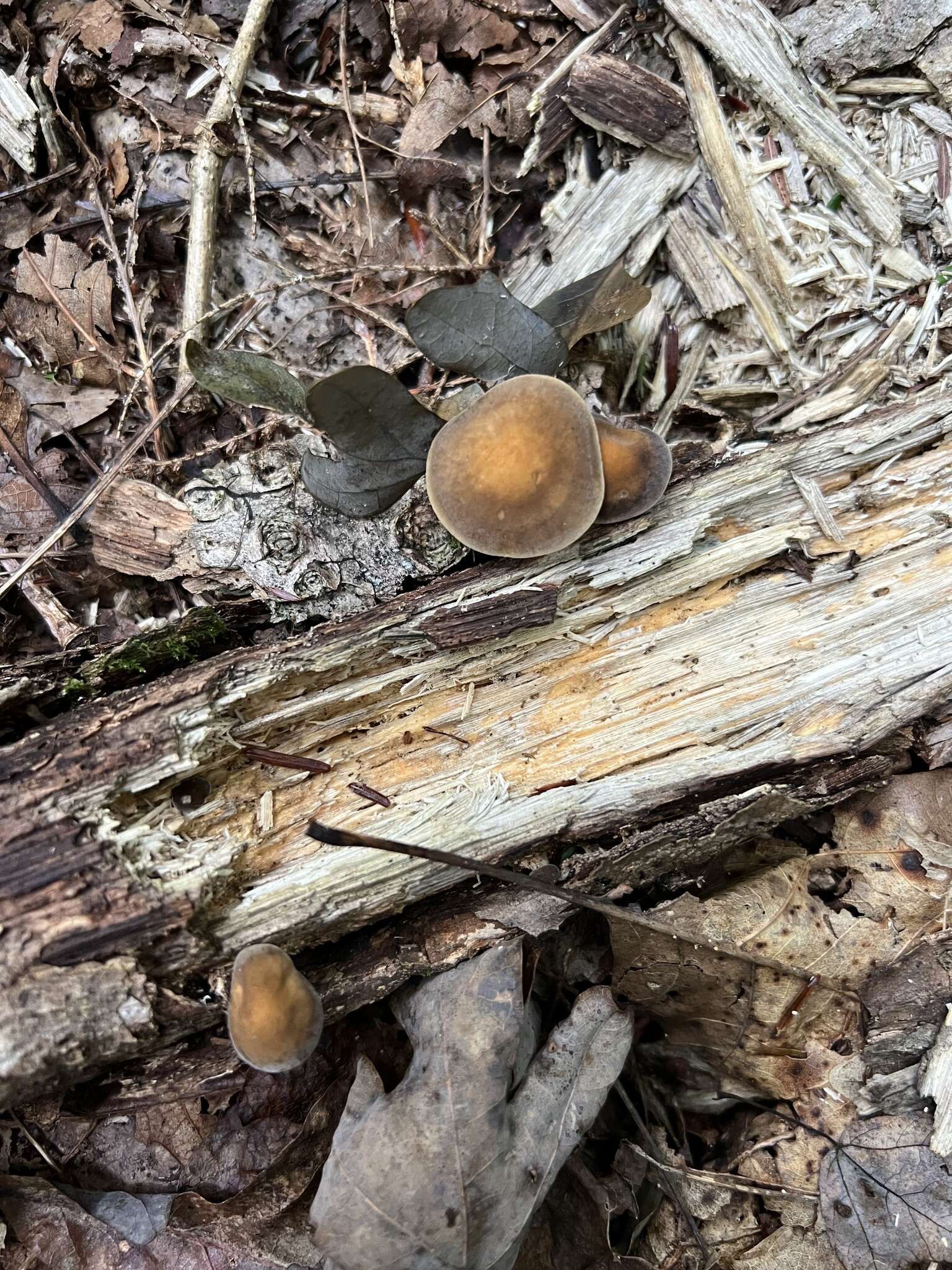 Image of Agrocybe firma (Peck) Singer 1940