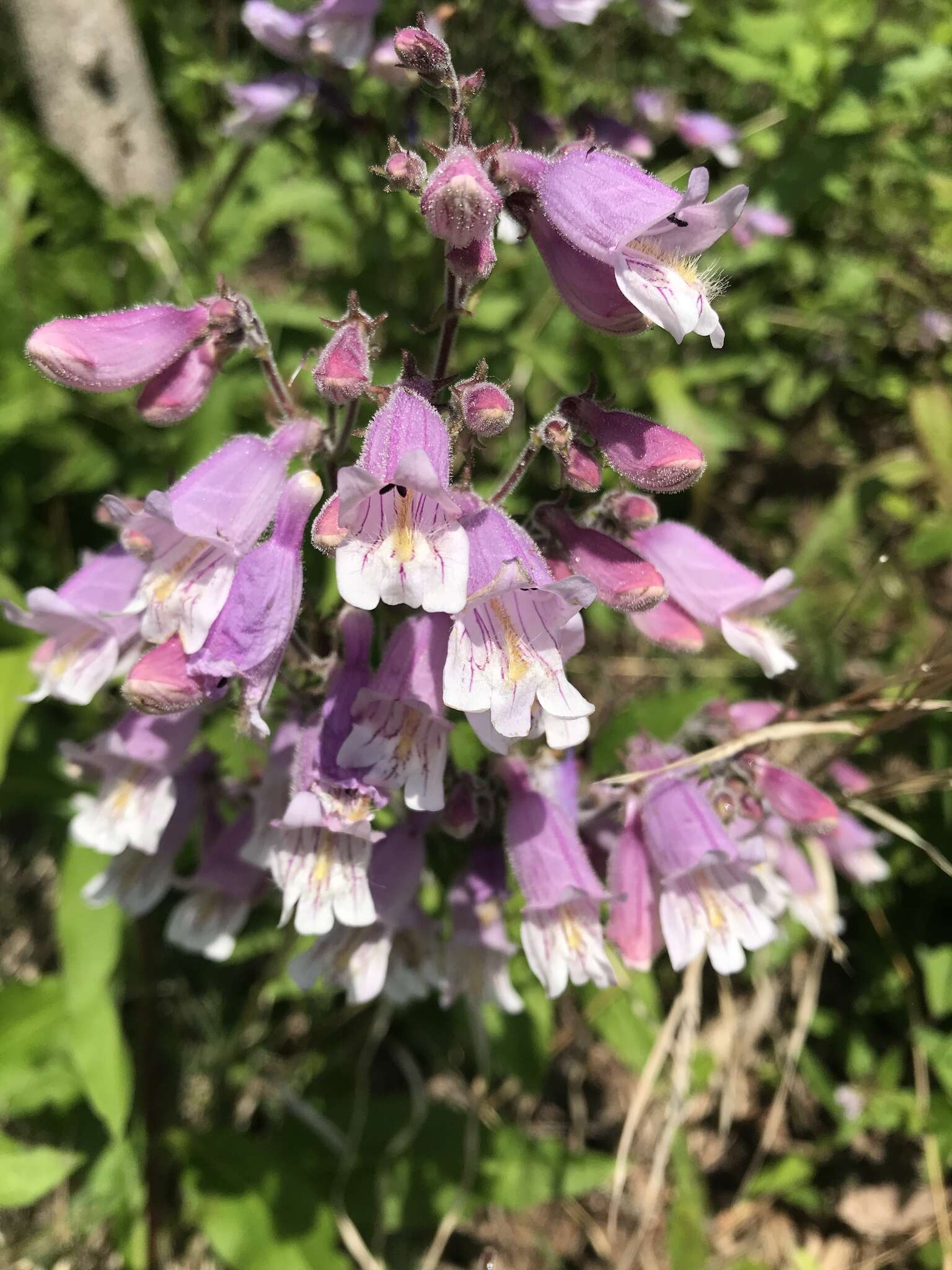 Penstemon smallii Heller resmi