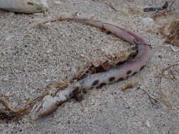 Image of Spotted Spoon-nose Eel