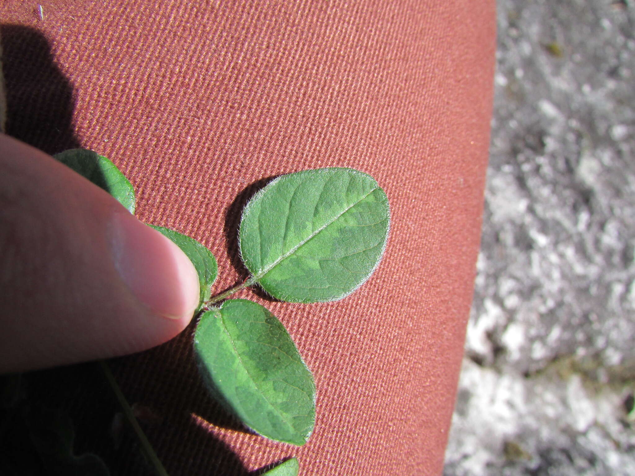 Image of Graham's ticktrefoil