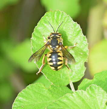 Image de Anthidium florentinum (Fabricius 1775)