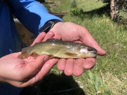 Image de Oncorhynchus apache (Miller 1972)