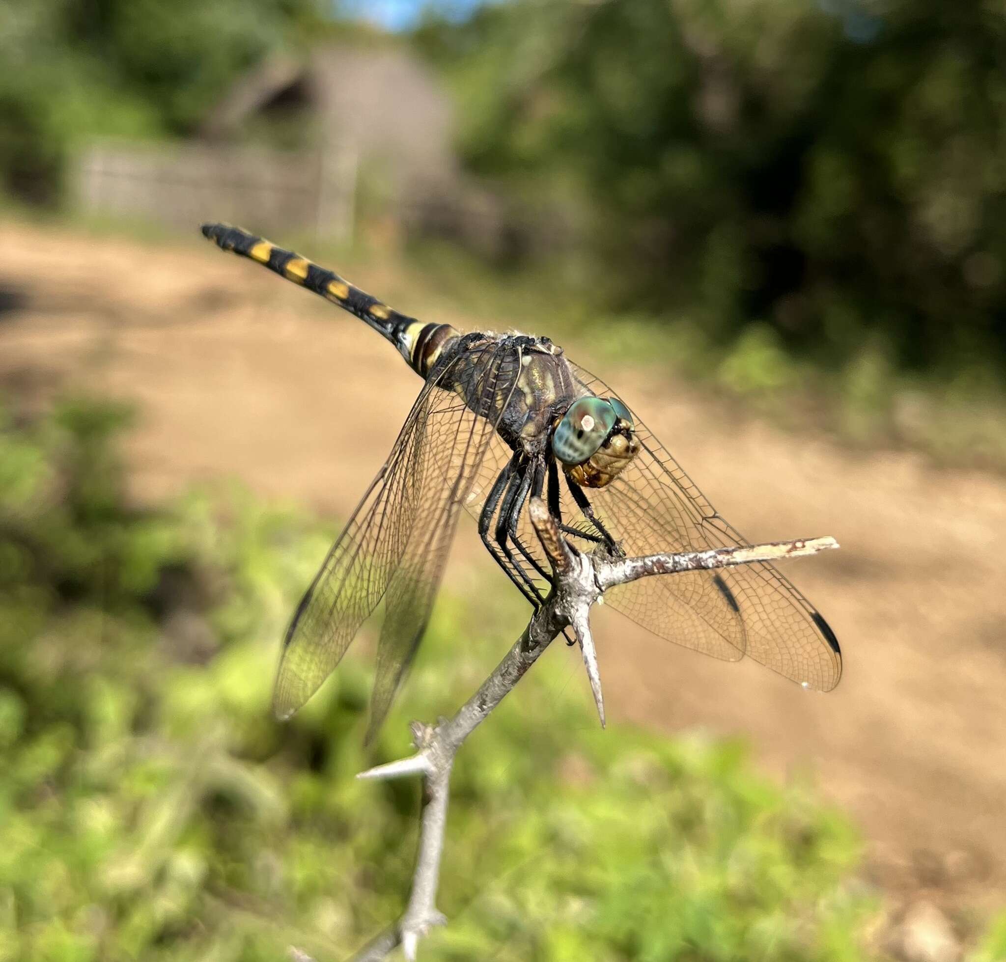 Image of Southern Riverking