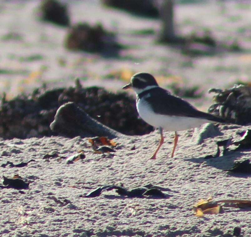 Image of Tundra Ringed Plover