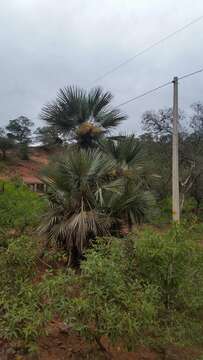 Plancia ëd Trithrinax schizophylla Drude