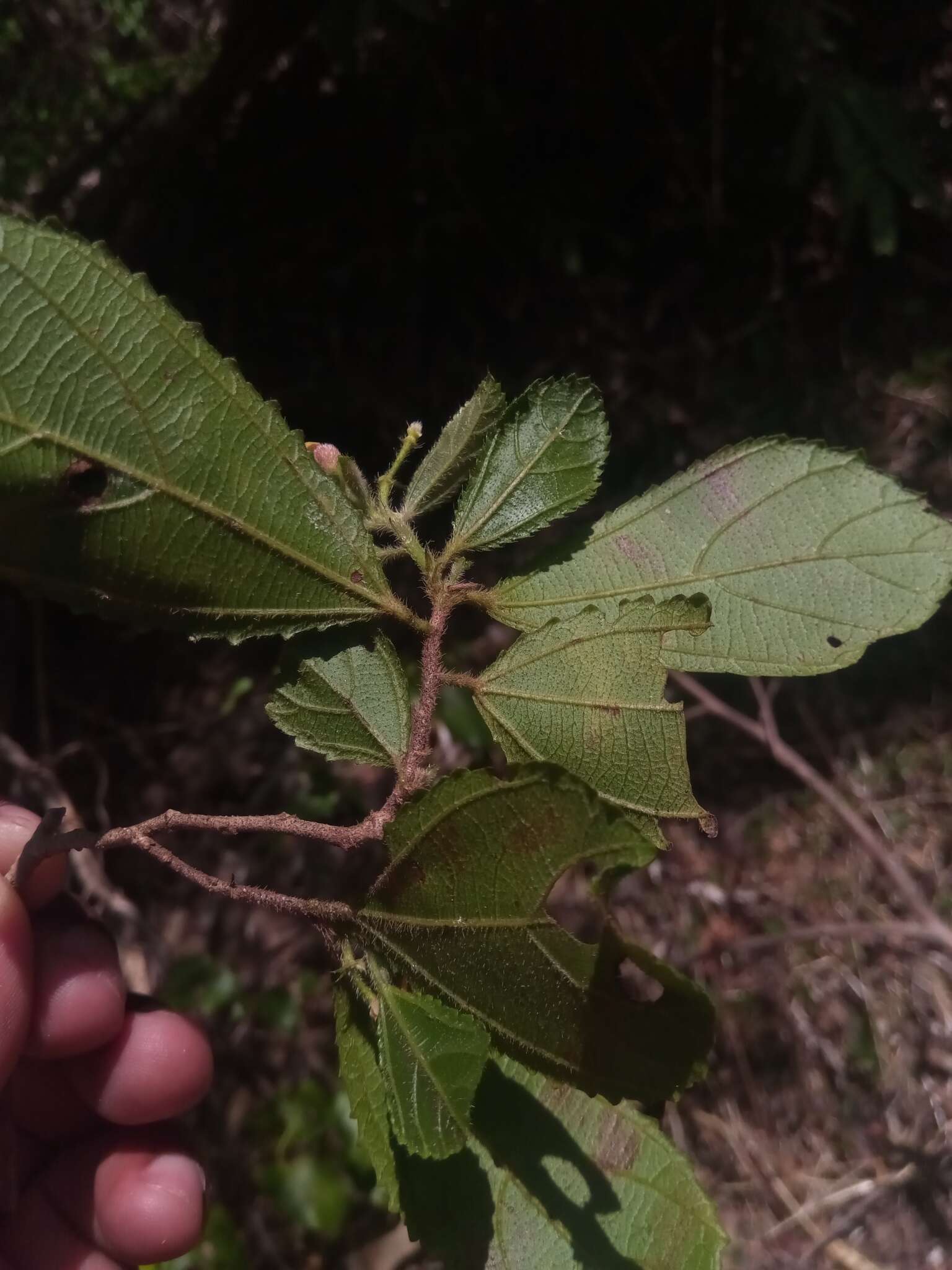 Image of Grewia diversipes Capuron