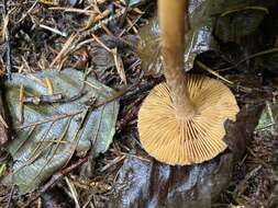 Image of Inocybe cinnamomea A. H. Sm. 1941