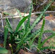 Image of Freesia viridis subsp. crispifolia (Goldblatt) J. C. Manning & Goldblatt