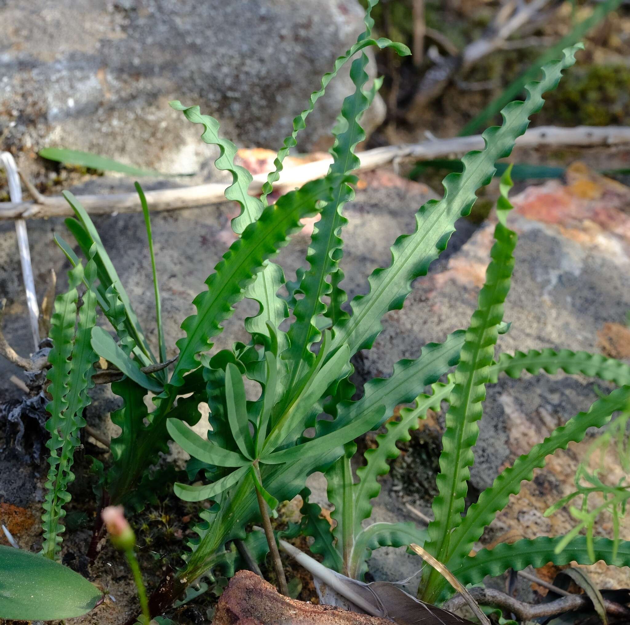 Freesia viridis subsp. crispifolia (Goldblatt) J. C. Manning & Goldblatt resmi