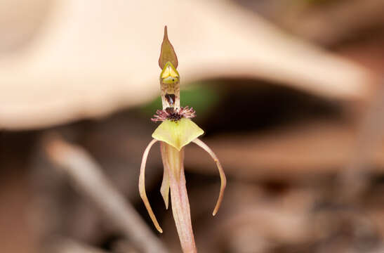 Image of Turtle orchid