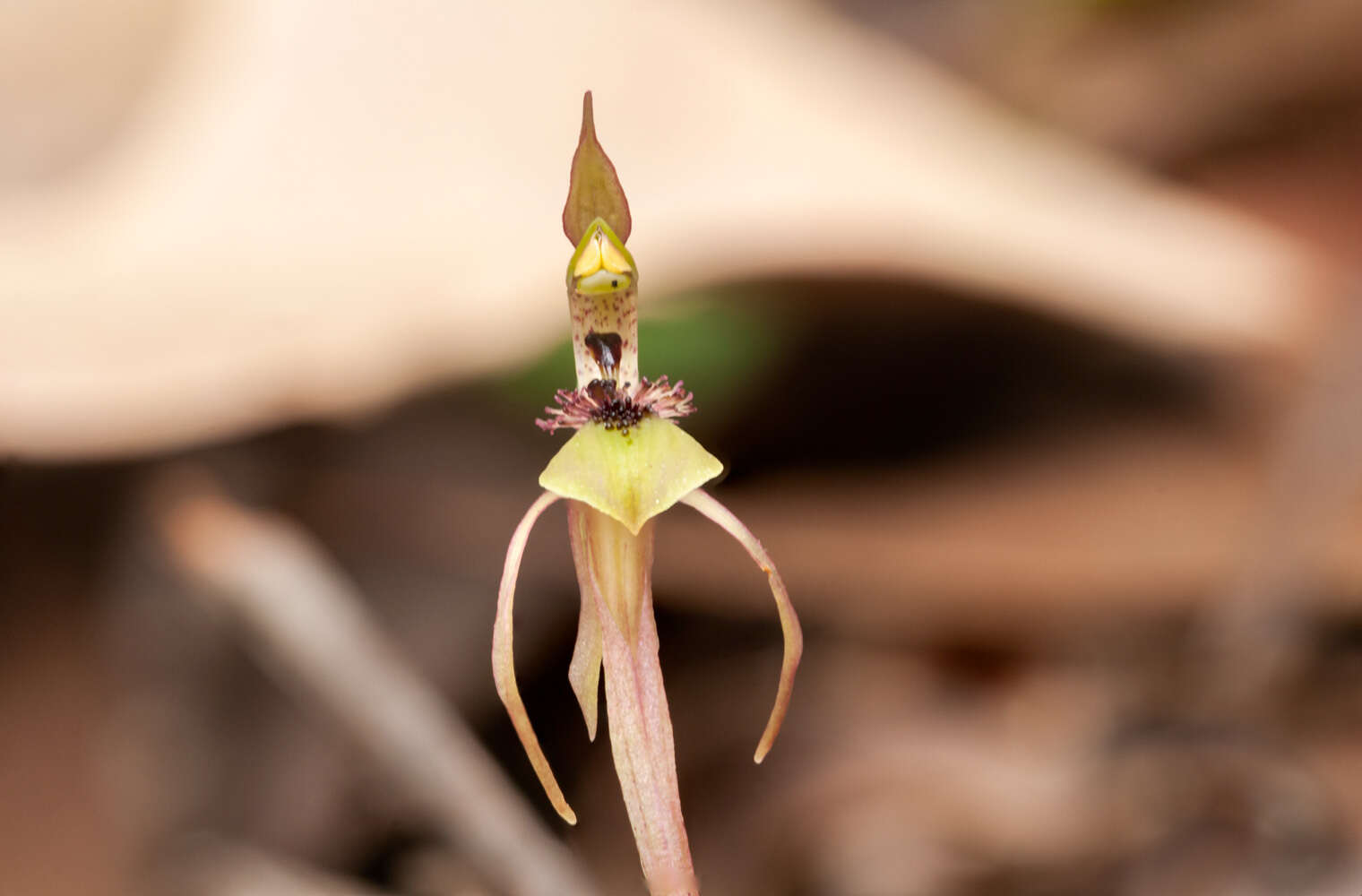 Imagem de Chiloglottis seminuda D. L. Jones