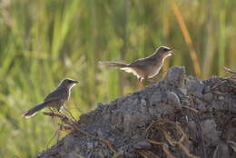 صورة Argya altirostris (Hartert 1909)