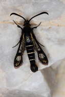 Image of Pyropteron aistleitneri (Spatenka 1992)