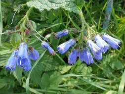 Image of prickly comfrey