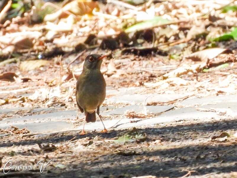 Image of Black-headed Nightingale-Thrush