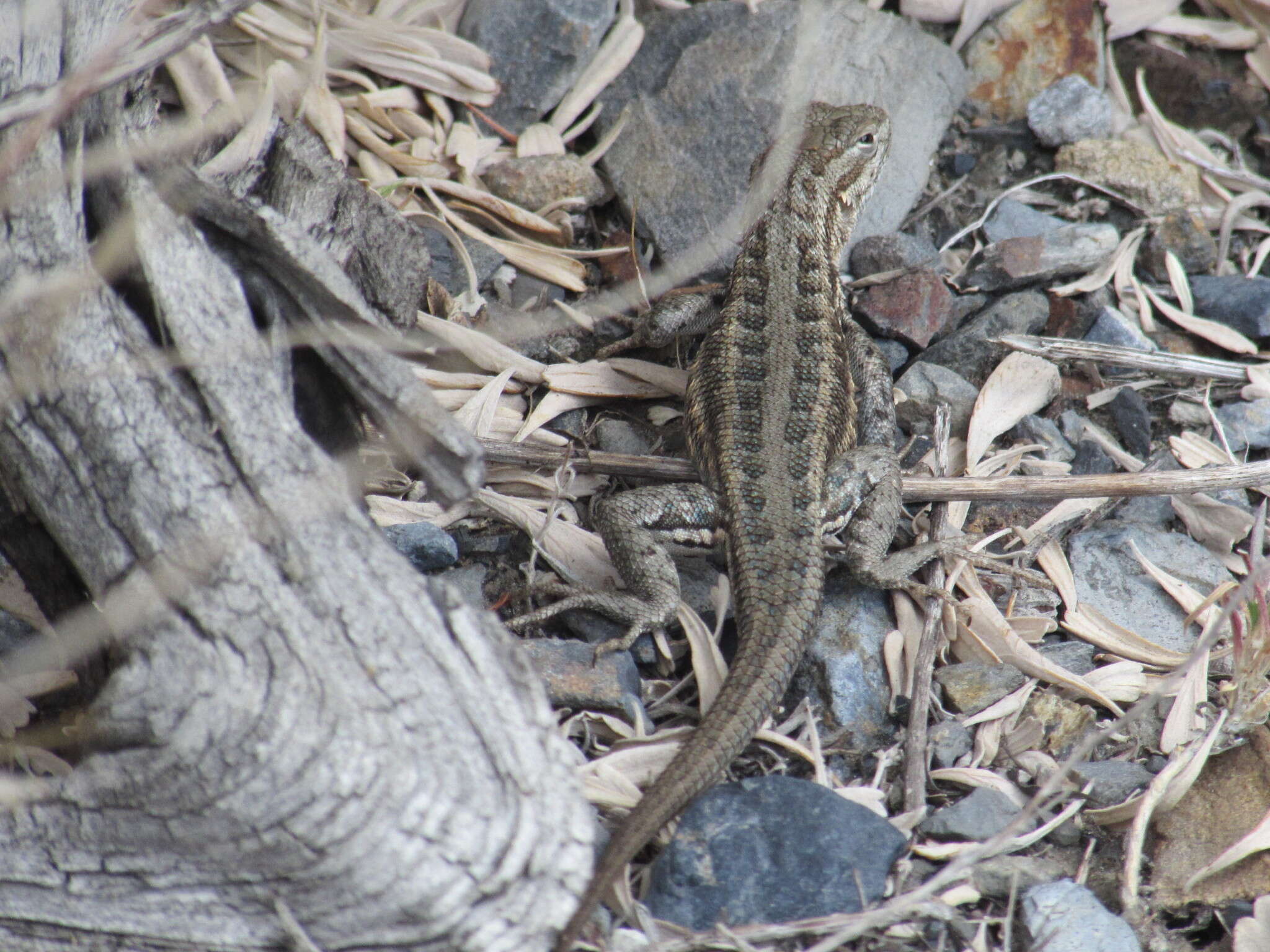 Image of Common Sagebrush Lizard