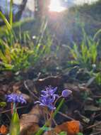 Image of Scilla vindobonensis Speta