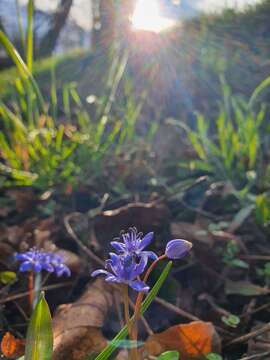 Image of Scilla vindobonensis Speta