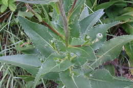 Imagem de Cirsium monspessulanum (L.) Hill