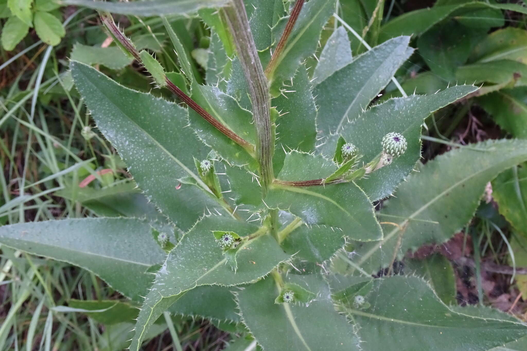 Imagem de Cirsium monspessulanum (L.) Hill