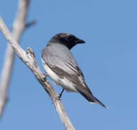 Coracina papuensis robusta (Latham 1801) resmi