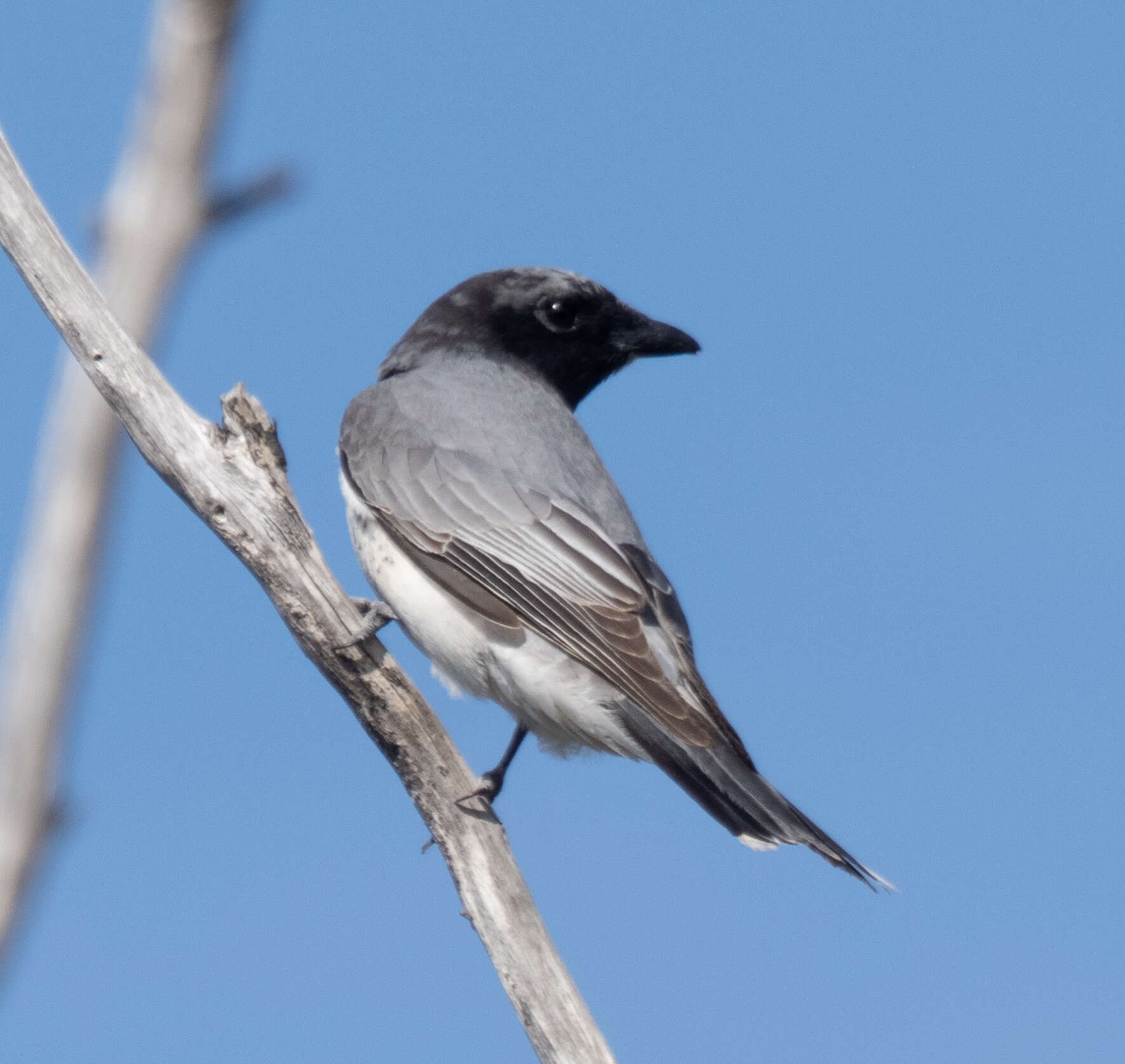 Image of Coracina papuensis robusta (Latham 1801)