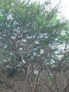 Image of Parrot-billed Seedeater