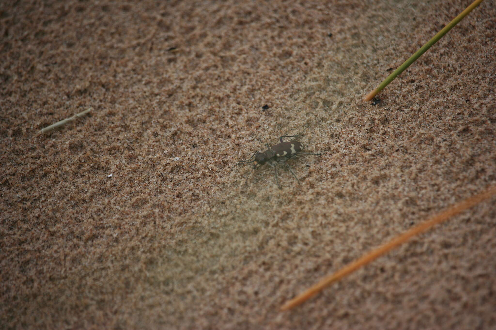 Image of Northern dune tiger beetle