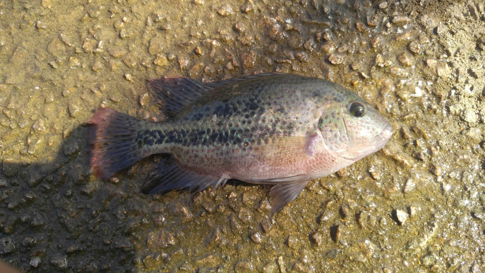 Vieja bifasciata (Steindachner 1864) resmi