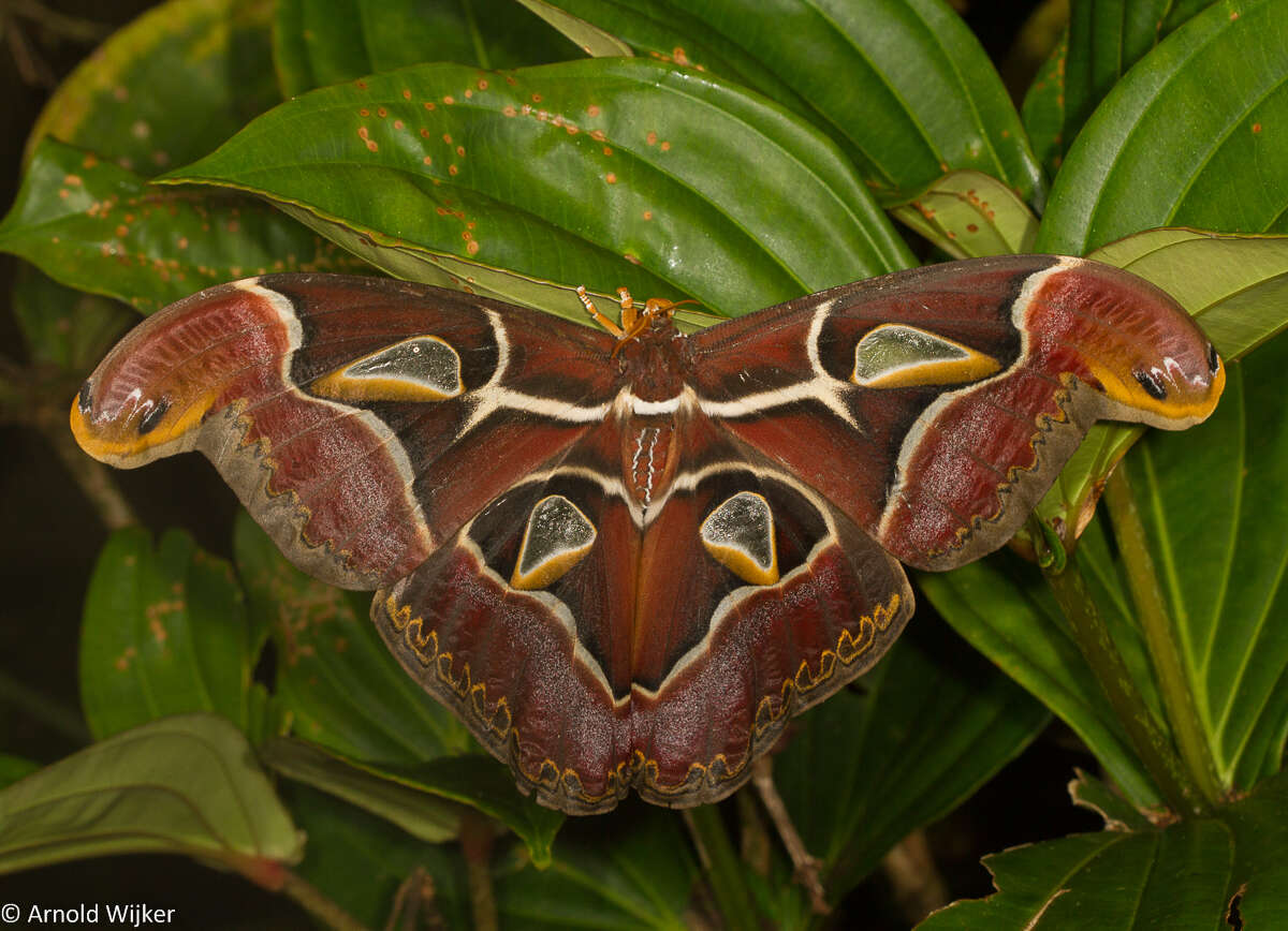 Image of Archaeoattacus malayanus Kurosawa & Kishida 1984