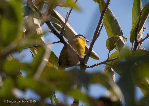 Image of Violaceous Euphonia