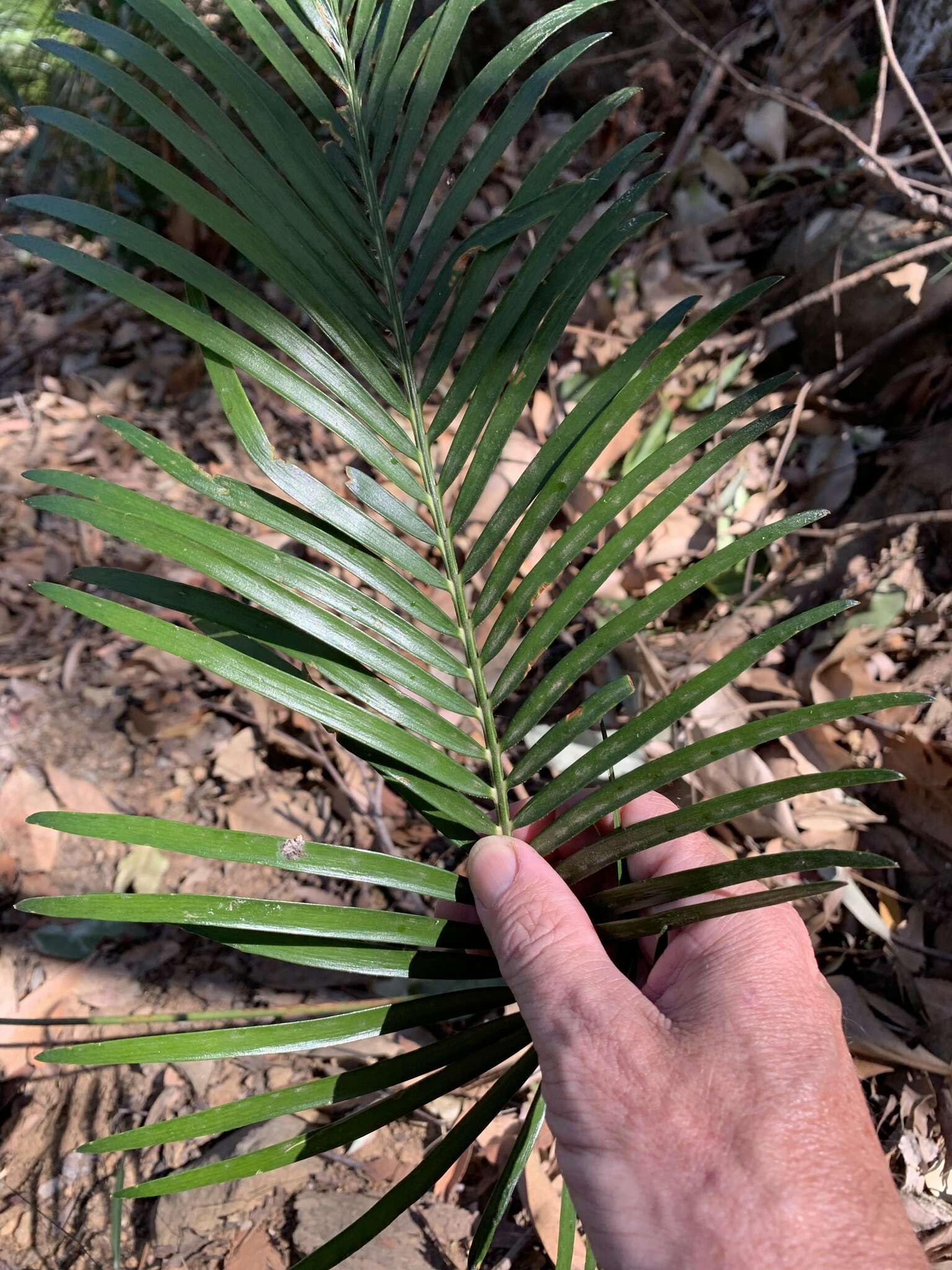 Image of Macrozamia lucida L. A. S. Johnson