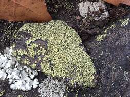 Image of lecanora map lichen