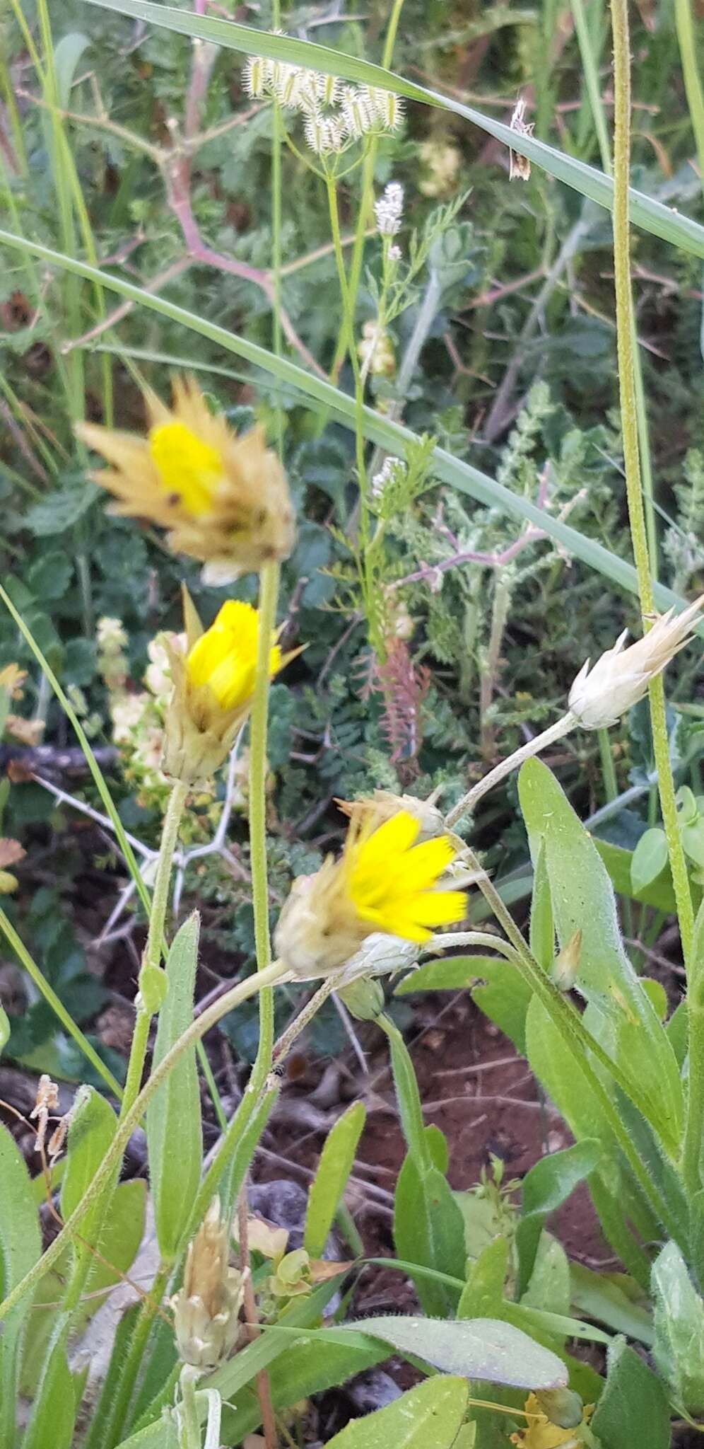 Image de Catananche lutea L.