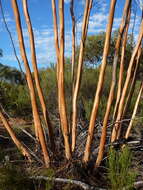 Imagem de Eucalyptus loxophleba subsp. lissophloia L. A. S. Johnson & K. D. Hill