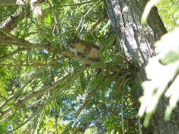 Image of pine squirrel