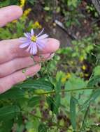 Plancia ëd Symphyotrichum shortii (Lindl.) G. L. Nesom