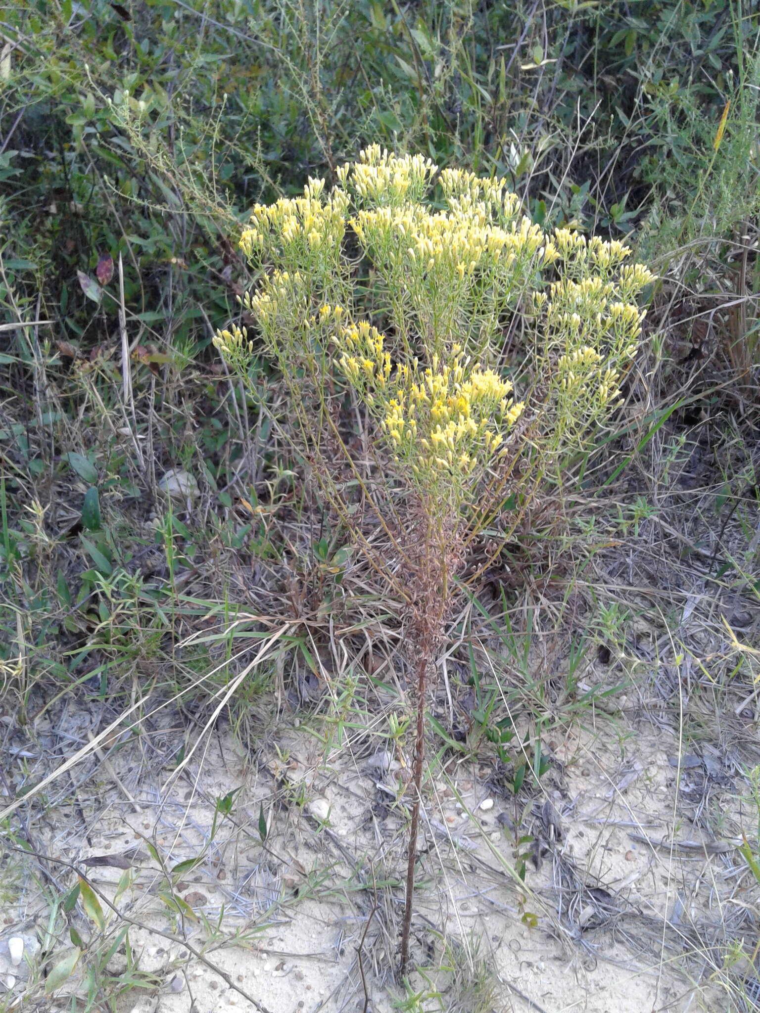 Image of Slender Goldentop