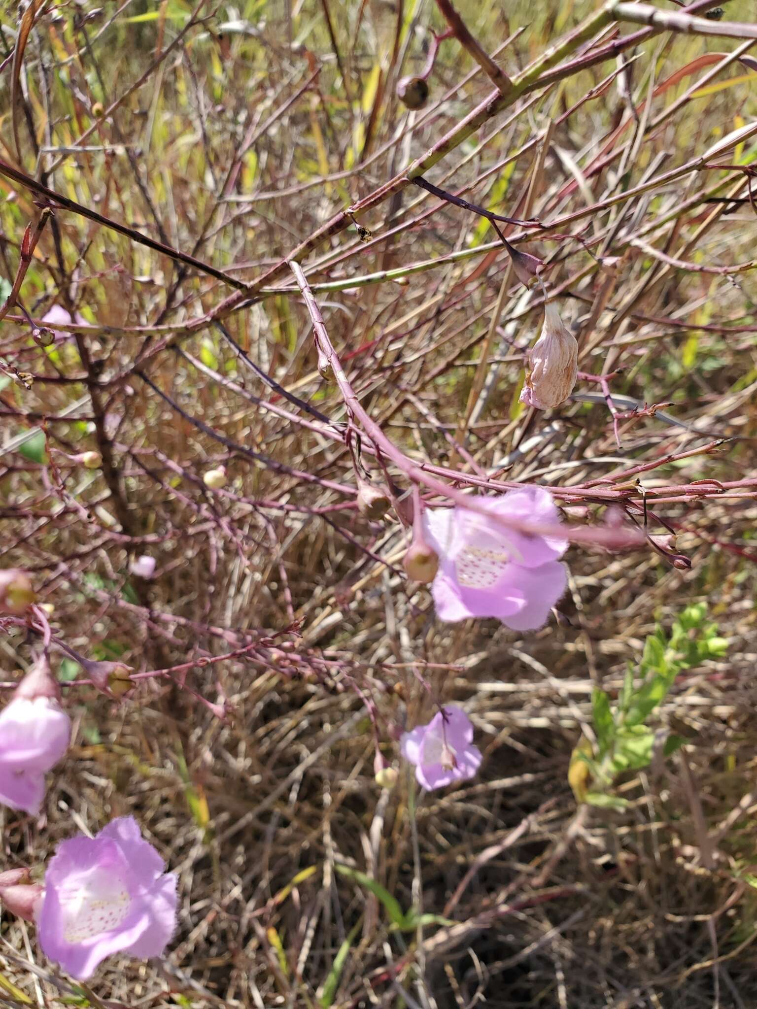 Image of stiffleaf false foxglove