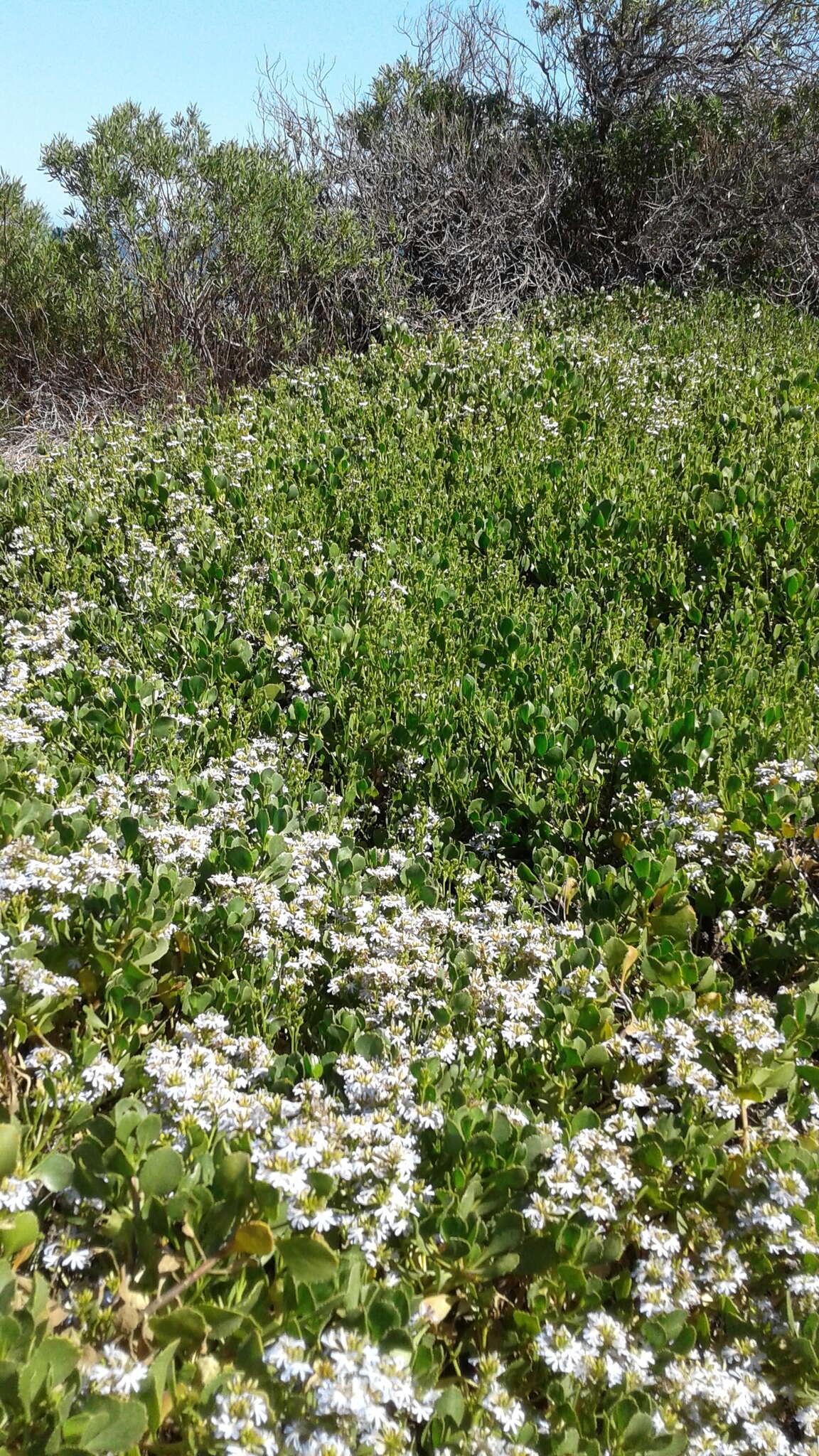 Image of Scaevola crassifolia Labill.