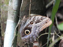 Image of Caligo illioneus oberon Butler 1870