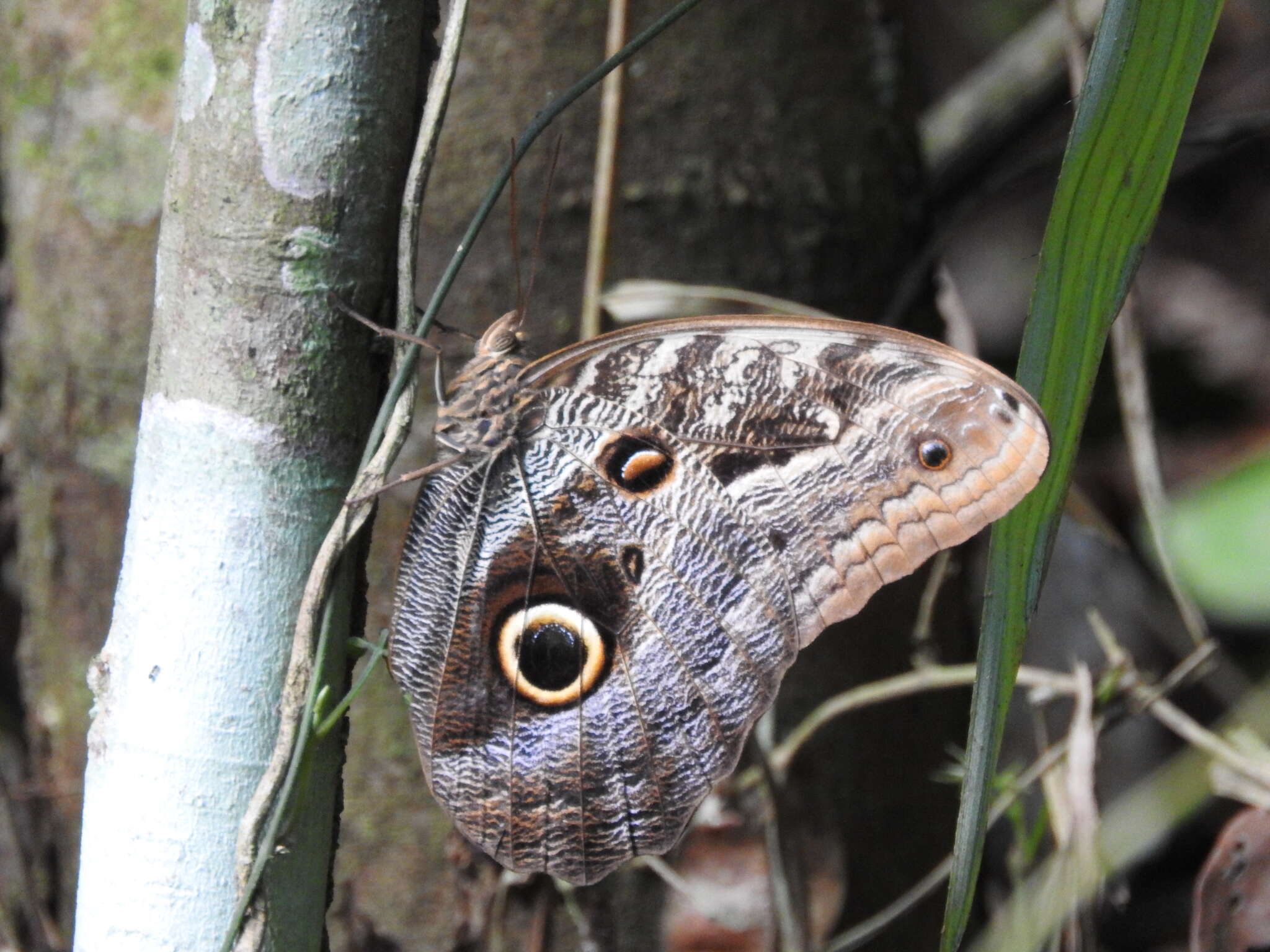 Image of Caligo illioneus oberon Butler 1870