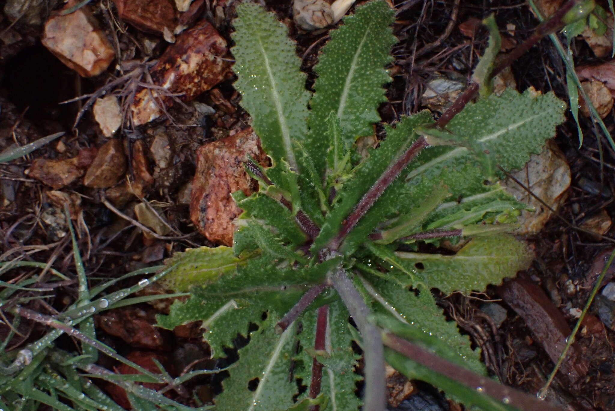 صورة Caulanthus coulteri (A. Gray ex S. Watson) S. Watson