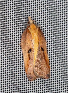 Image of Acleris cristana Denis & Schiffermüller 1775