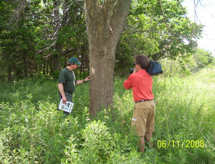 Image of Fraxinus pennsylvanica var. pennsylvanica