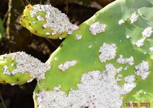 Image of Cochineal scale